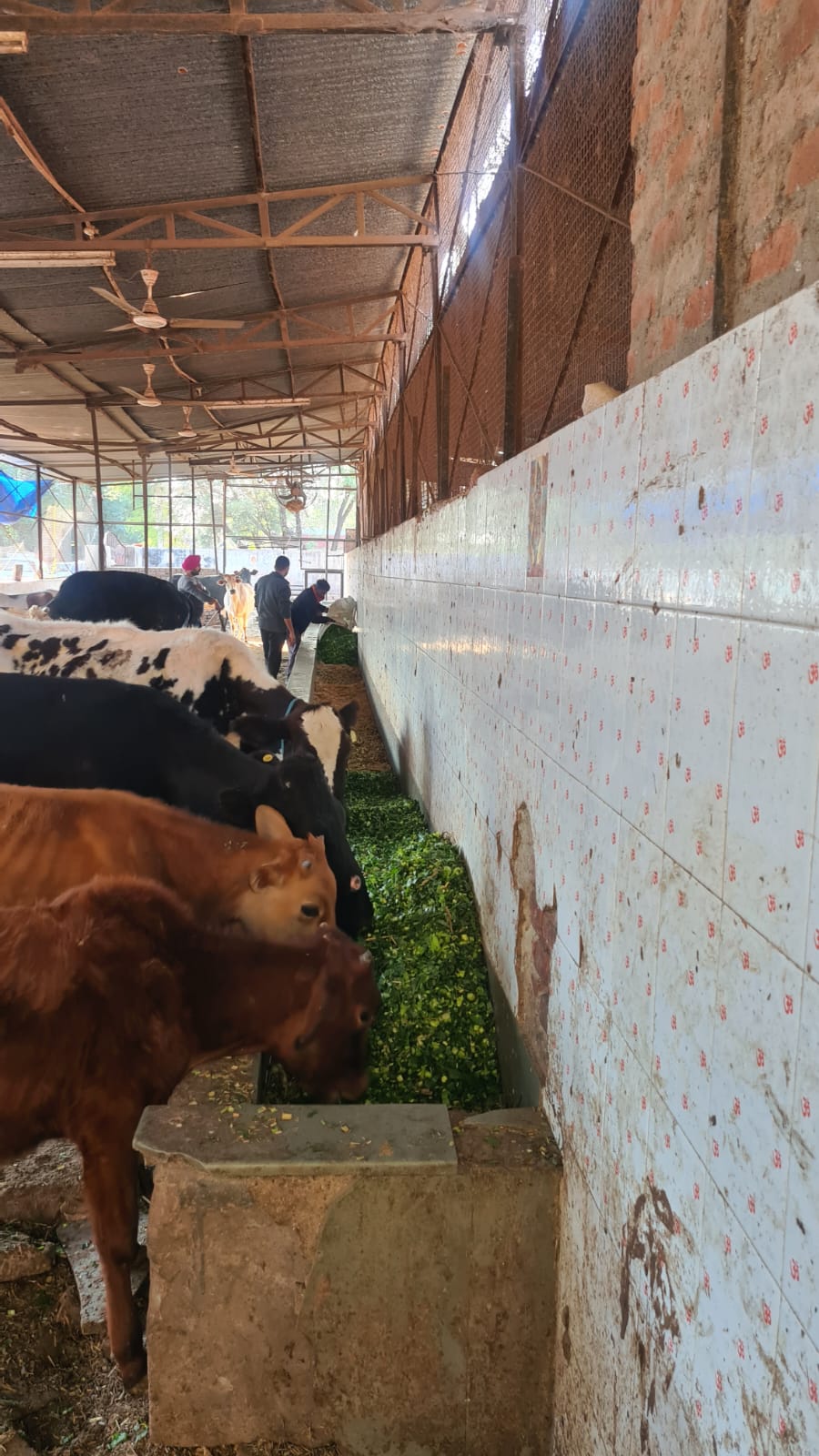 Volunteering at SPCA