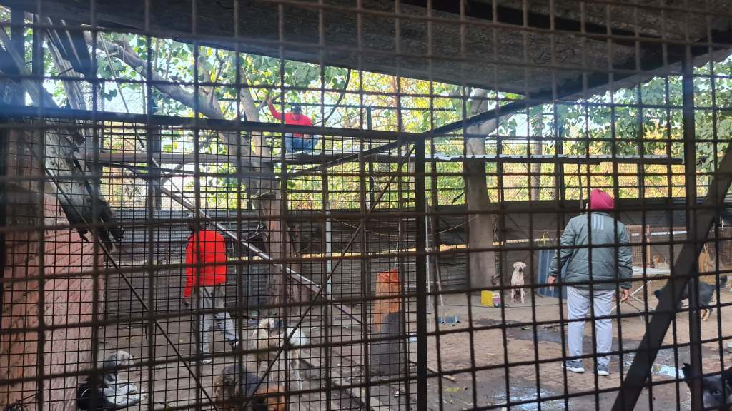 Fixing SPCA Chandigarh&nbsp;Shed